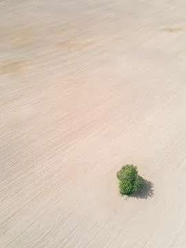 Lonely tree droping shadow on plowed field earth. Foto stock