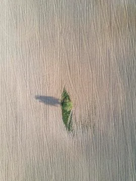 Lonely tree droping shadow on plowed field earth. Stock Photos