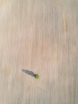 Lonely tree droping shadow on plowed field earth. Stock Photos