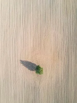 Lonely tree droping shadow on plowed field earth. Foto stock