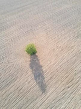 Lonely tree droping shadow on plowed field earth. Foto stock