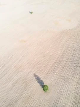 Lonely tree droping shadow on plowed field earth. Foto stock