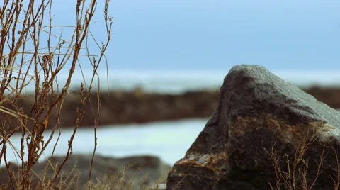 Lonely Tree During The Winter at the Beach Stock Footage 45374219