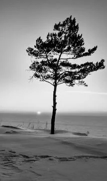 Lonely tree on the edge of a cliff in winter beauty Stock Photos