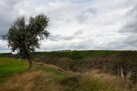 A lonely tree on the edge of a gorge on a cloudy day Stock Photos
