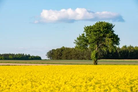 Lonely tree on the edge of two fields Stock Photos
