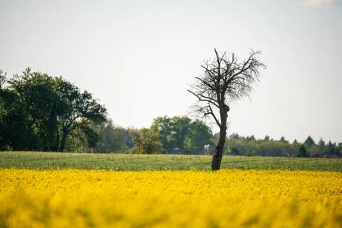 Lonely tree on the edge of two fields Foto stock