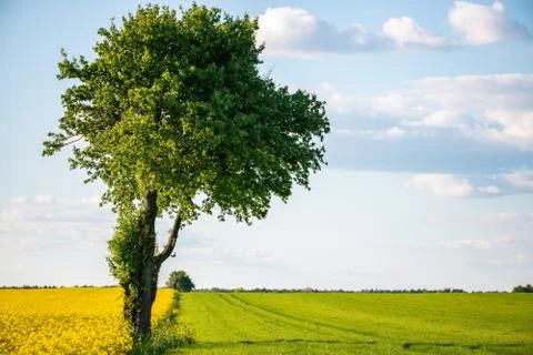 Lonely tree on the edge of two fields Stock Photos