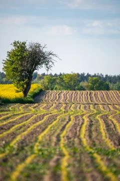 Lonely tree on the edge of two fields Stock Photos