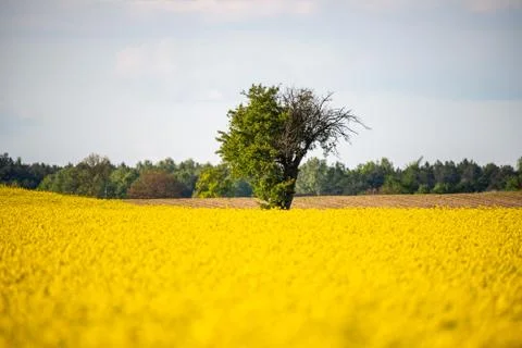 Lonely tree on the edge of two fields Foto stock