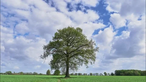 Lonely tree on empty field, racing clouds 스톡 동영상 142955278