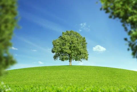 Lonely tree at the empty green field with copy space Stock Photos