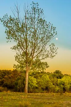Lonely tree at the fall of the sun 스톡 사진