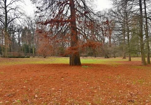 A lonely tree with fallen red needles on a large lawn in a park in winter. Stock Photos