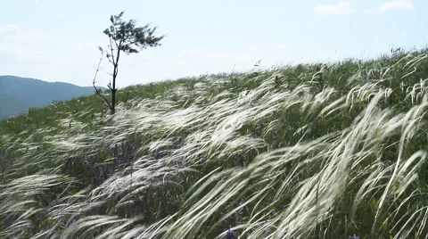 Lonely Tree. Feather Grass. Stock-Footage 67671748