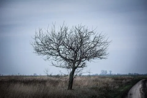 Lonely tree in the field against the backdrop of a gloomy winter sky Stock Photos