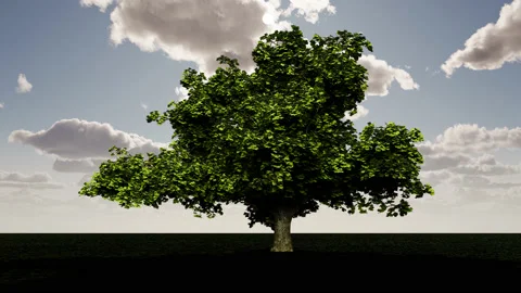 Lonely tree in a field against the background of clouds Stock-Footage 231258096