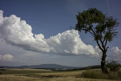 This is a lonely tree in a field and running clouds with sunlight. Stockbeeldmateriaal 204729402