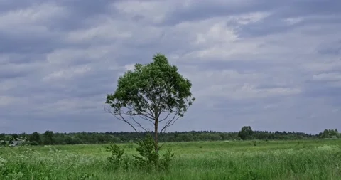 A lonely tree in a field of cloudy day. The tree sways from the strong wind. Stock Footage 199473515