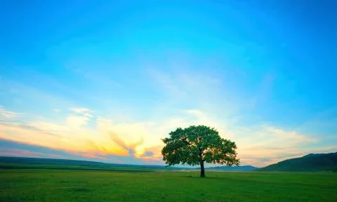 Lonely tree on field at dawn in summer Stock Photos