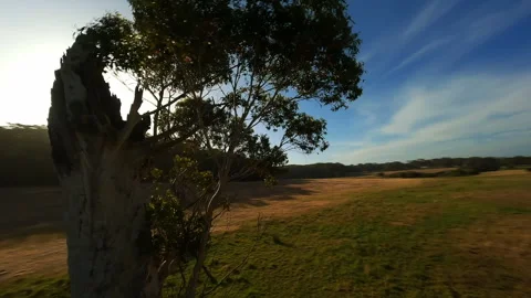 Lonely tree in the field drone shooting Stock Footage 243728603