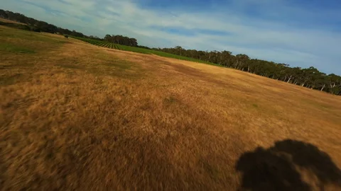 Lonely tree in the field drone shooting Stock Footage 243729123