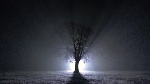 Lonely tree on field during night snowfall Stock Footage 136027690