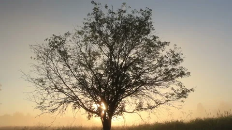 Lonely tree in a field Video stock 51235913