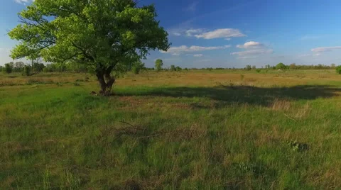 Lonely Tree in the Field Stock Footage 63998359