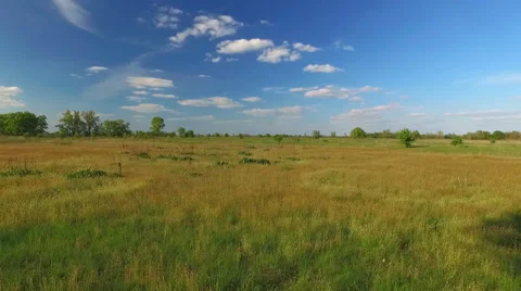 Lonely Tree in the Field Stock Footage 63998397