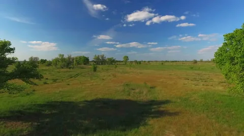 Lonely Tree in the Field Stock Footage 63998523