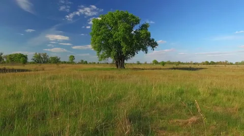 Lonely Tree in the Field Stock Footage 63998634