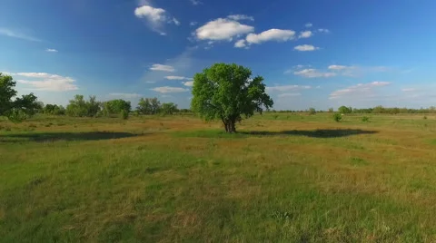 Lonely Tree in the Field Stock Footage 63999173