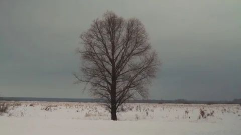 Lonely tree in the field Stock Footage 74661319