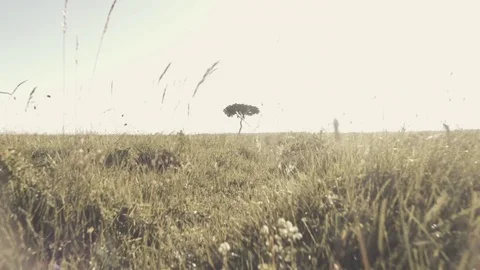 Lonely tree in field Stock Footage 79625438