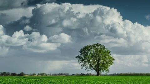 Lonely tree in the field Stock Footage 87807363