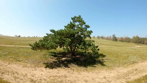 A lonely tree in the field Stock Footage 111568133