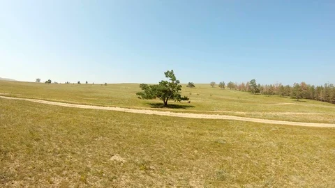 A lonely tree in the field Stock Footage 111568517