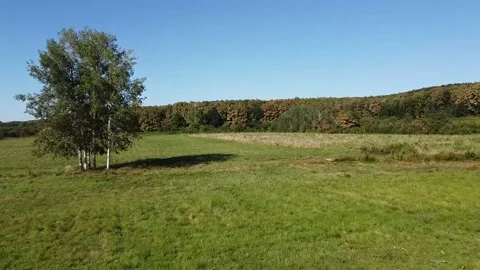 Lonely tree in the field Stock Footage 149980995