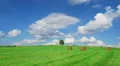 Lonely tree on field with hay bales HD Footage