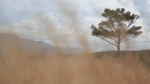 Lonely tree Field Mountains Stock Footage 49070926