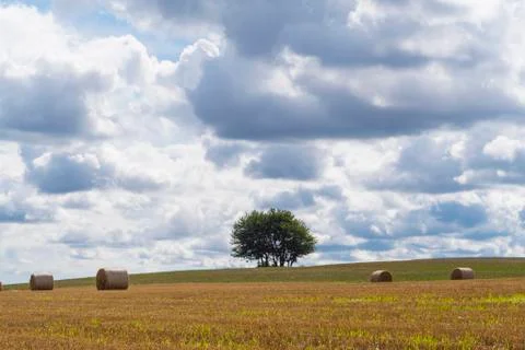 Lonely tree in the field. Stock Photos