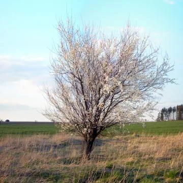 Lonely tree in the field Stock Photos