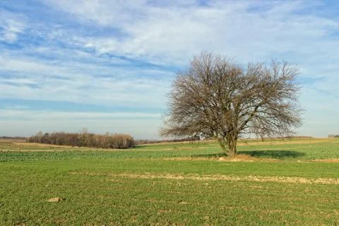 Lonely tree on the field Stock Photos