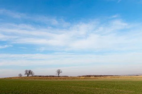 Lonely tree on the field Stock Photos