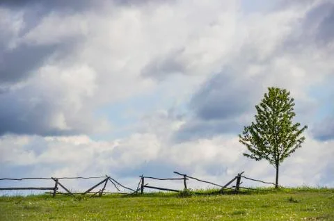 Lonely tree in the field Stock Photos