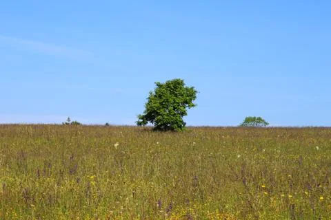 Lonely tree on a field Stock Photos