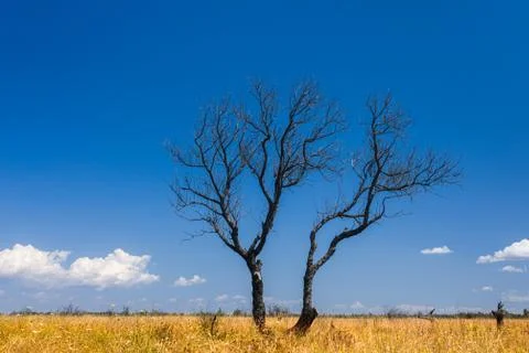 Lonely tree in the field Stock Photos