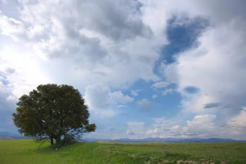 Lonely tree in the field Stock Photos