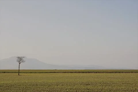 Lonely tree in a field Stock Photos